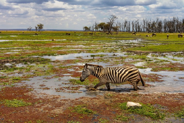 113 Amboseli Nationaal Park.jpg